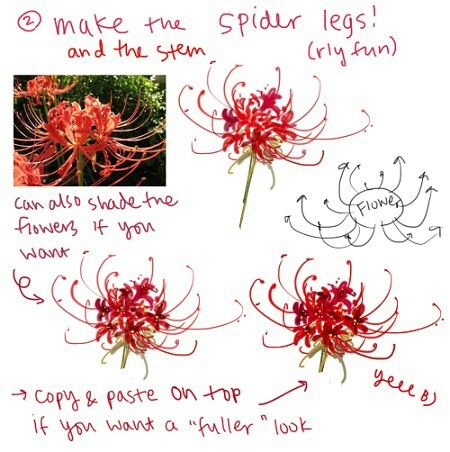 Lilly Flower Drawing, Lilies Drawing, Red Spider Lily, Spider Lily, Watercolor Art Diy, Comic Tutorial, Flower Drawing Tutorials, Drawing Sheet, Flower Guide