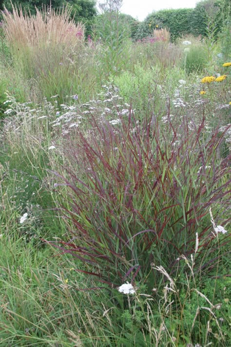 Panicum Shenandoah, Perennial Meadow, Wild Gardening, Oudolf Garden, Garden Combinations, Panicum Virgatum, Burgundy Highlights, Garden Grass, Piet Oudolf