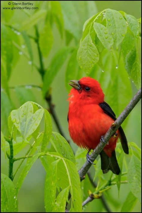 Beautiful Birds Photography, Birds Images, Birds Pictures, Scarlet Tanager, Birds Photography, Nature Birds, All Birds, Bird Pictures, Tropical Birds