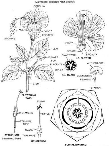 Hibiscus Drawing, Hibiscus Flower Drawing, Flower Anatomy, Botany Illustration, Botanical Sketchbook, Beautiful Flower Drawings, Hibiscus Plant, Parts Of A Flower, Intuitive Art