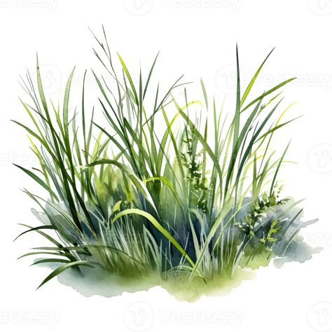 Grass Photoshop, Grass Clipart, Grass Drawing, Grass Illustration, Tree Watercolor Painting, Painting Flowers Tutorial, Grass Painting, Landscape Architecture Drawing, Learn Watercolor Painting