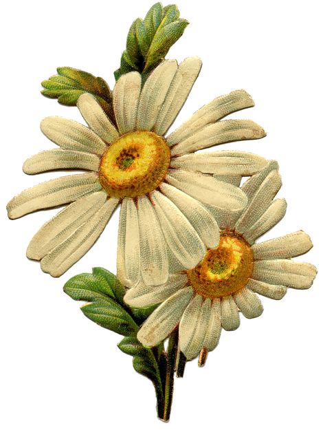 vintage image | Vintage Daisy Image - The Graphics Fairy Daisy Image, The Graphics Fairy, Daisy Art, Vintage Daisy, Easter Lily, Daisy Love, Graphics Fairy, White Daisies, Images Vintage