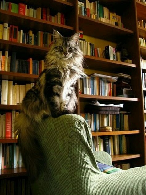 Library cat Bookstore Cats, Books And Cats, Cats Books, Cats And Books, Image Chat, Norwegian Forest, Forest Cat, Norwegian Forest Cat, Cat Books