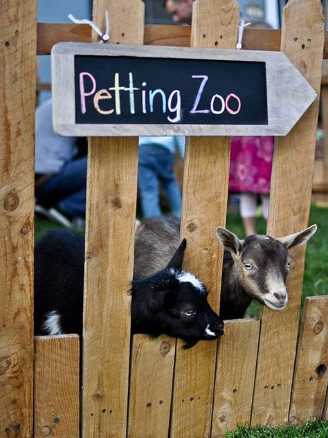 10 Best Animal Parties in San Diego Petting Zoo Business, Birthday Parties At Home, Petting Zoo Birthday Party, Mobile Petting Zoo, Petting Zoo Party, Petting Zoo Birthday, Zoo Birthday Party, Jungle Theme Parties, Birthday Party At Home