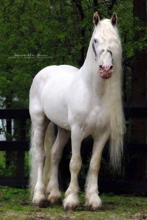 Albino Horse, Mystic Warrior, Stallion Horses, Horse Riding Clothes, Gorgeous Horses, Horse Videos, Most Beautiful Horses, Friesian Horse, Dream Horse