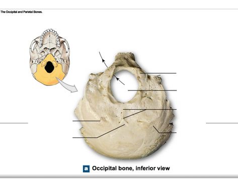 I hope this helps on your next practical! Practice labeling the occipital bone, just one of the many bones of the skull. Occipital Bone Anatomy, Bones Of The Skull, Occipital Bone, Atmospheric Circulation, Quiz Names, Anatomy Bones, Tournament Games, 13 Colonies, Quiz Me