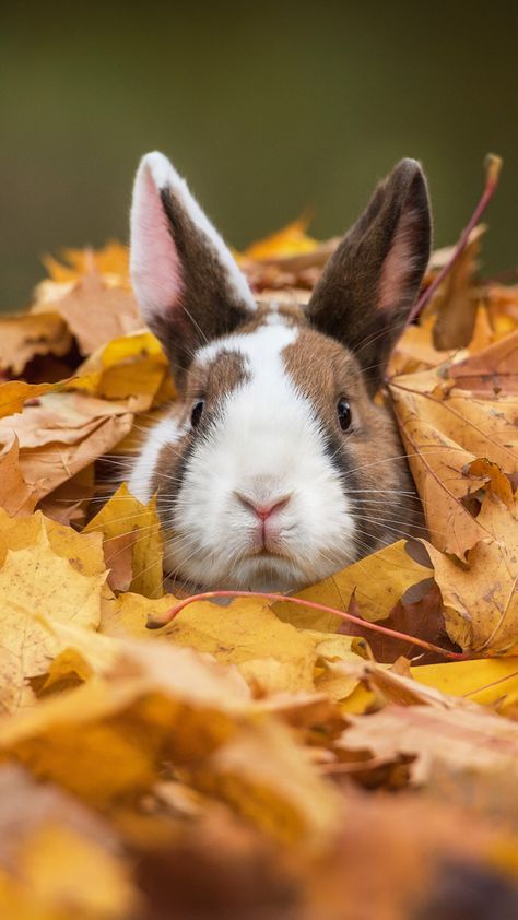 Cutest Bunny Ever, Autumn Animals, House Rabbit, Bunny Pictures, Fall Watercolor, Healthy And Happy, Small Animals, Jolie Photo, White Rabbit