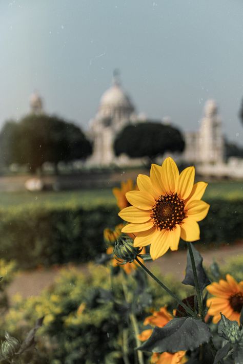 Kolkata Street Photography | Landmarks of Kolkata | Sunflowers | Depth of Field | Thegunnerfly Kolkata Street Photography, Victoria Memorial Kolkata, Depth Of Field Photography, Photography Fundamentals, Victoria Memorial, Photography Club, Rule Of Thirds, Learning Graphic Design, Take A Photo