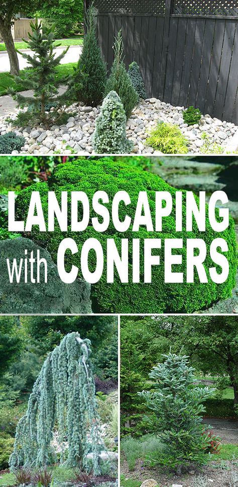 Landscaping With Conifers • The Garden Glove Landscaping With Evergreens, Evergreen Landscape, Conifers Garden, Evergreen Garden, Easy Landscaping, Garden Shrubs, Diy Gardening, Landscaping Supplies, Landscape Plans