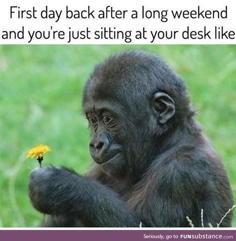 Meme of a monkey staring dumb at a yellow flower - captioned as how it feels to be back at your desk after a long weekend. Work Funnies, Funny Text Pictures, Weekend Humor, Work Memes, Text Pictures, E Card, Work Humor, Laughter Is The Best Medicine, Funny Text