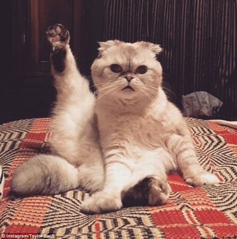 Ready and raring to go: Taylor Swift shared a hilarious Instagram snap of her cat Olivia 'stretching' for her upcoming stadium tour on Monday A Cat, Taylor Swift, Swift, White, Instagram