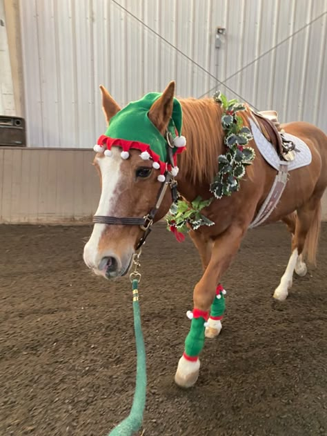 Christmas Horse Costumes, Horse Christmas Costume, Christmas Equestrian, Halloween Costumes For Horses, Horse Riding Fits, Horse Stall Decorations, Horse Costume Ideas, Costumes For Horses, Horses Christmas