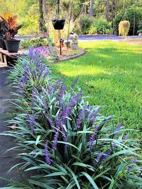 Monkey grass easy care plant Funny Vine, Cozy Garden, Garden Border, Border Ideas, Easy Care Plants, Landscape Designs, Have Inspiration, The Secret Garden, Garden Yard Ideas