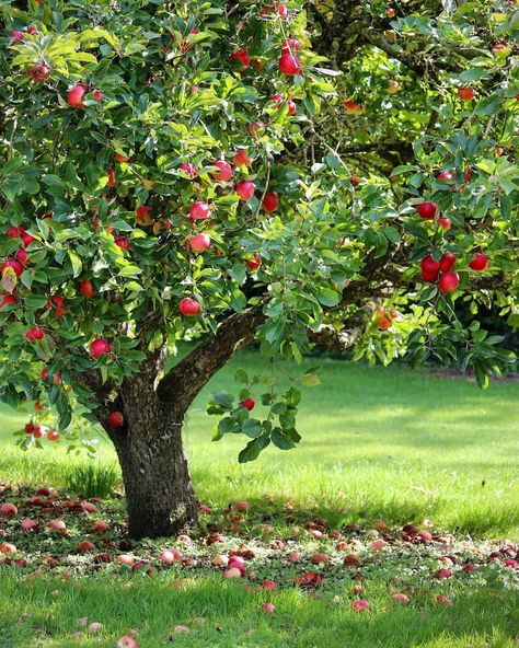 Apple Tree In Garden, Apple Trees Aesthetic, Apple Tree Aesthetic, Apple Tree Garden, Apple Tree Art, Wallpapers Apple Watch, Apple Tree Painting, Apple Tree Drawing, From Seed To Plant