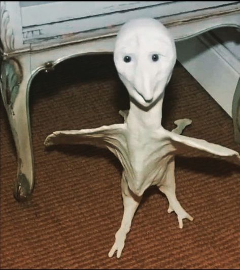 Weird Anatomy, Angel Reaction Pic, Weird Creatures Art, Creepy Creatures, Ugly Things, Uncanny Valley, Creepy Old Photos, Scary Photos, Scary Images