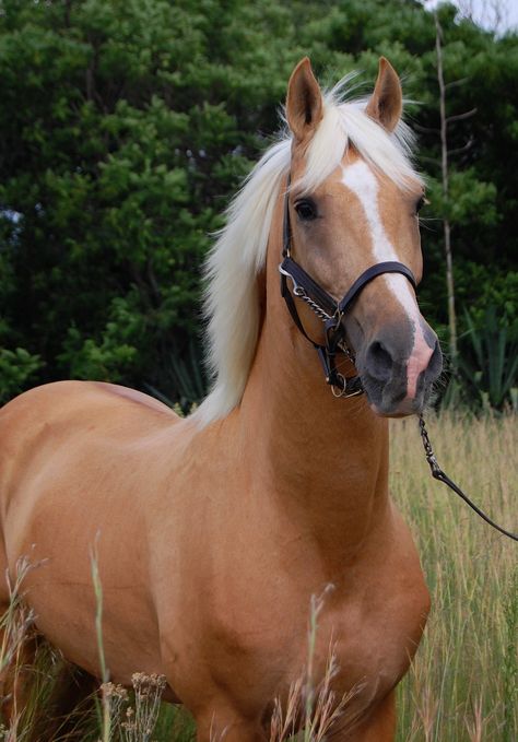 Napoleon - Palomino part Saddlebred Stallion | South Africa | Paula van der Riet | Flickr Cavalo Palomino, Palomino Horses, Palomino Horse, River Edge, Western Life, Most Beautiful Animals, Comfy Couch, Majestic Horse, Horses And Dogs