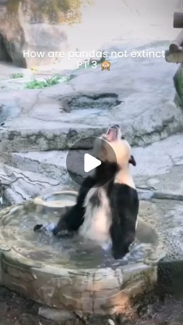 Panda Pictures, Funny Panda Pictures, Funny Animal Clips, Baby Panda Bears, Funny Panda, Expressive Faces, Climbing Trees, Amazing Animal Pictures, Panda Funny