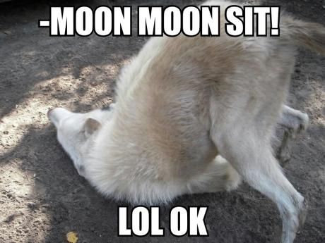 Moon Moon is a fictional wolf character that is portrayed as a mentally challenged outcast in the pack. On Tumblr, the character is often paired with silly interior monologues in a similar vein to the Doge meme. Moon Moon Memes, Werewolf Name, Hilarious Images, The Meta Picture, Moon Moon, Funny Dog Memes, Siberian Huskies, I'm Bored, Wolf Dog