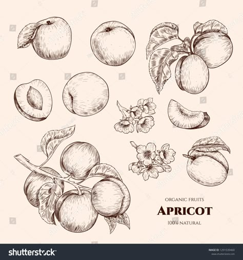 Apricot Botanical Illustration, Apricot Branch Tattoo, Apricot Tree Drawing, Apricot Tree Tattoo, Apricot Sketch, Apricot Flower Tattoo, Nectarine Drawing, Apricot Tattoo, Apricot Drawing