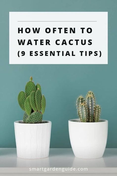 How Often To Water Cactus (9 Essential Tips) - Smart Garden Guide Unique Cactus Plants, Fake Cactus Plants, Propagating Cactus, Mini Cactus Plants, Small Cactus Plants, Indoor Cactus Plants, Kinds Of Cactus, How To Grow Cactus, Cactus Garden Outdoor