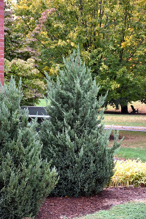 Blue Haven Juniper (Juniperus scopulorum 'Blue Haven') at Oakland Nurseries Inc Upright Juniper Landscaping, Wichita Blue Juniper, Camp Cabin Ideas, Lake House Yard, Blue Arrow Juniper, Privacy Planting, Blue Point Juniper, Juniper Shrub, Blue Juniper