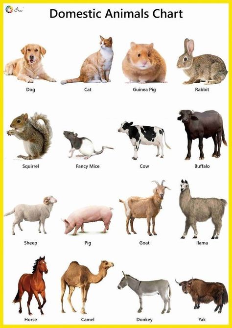 Animals Names In English, Animals Name With Picture, Colouring Sheets For Kids, Animals Chart, Animals Name List, Animal Chart, Wild Animals List, Farm Animals For Kids, Farm Animals Pictures