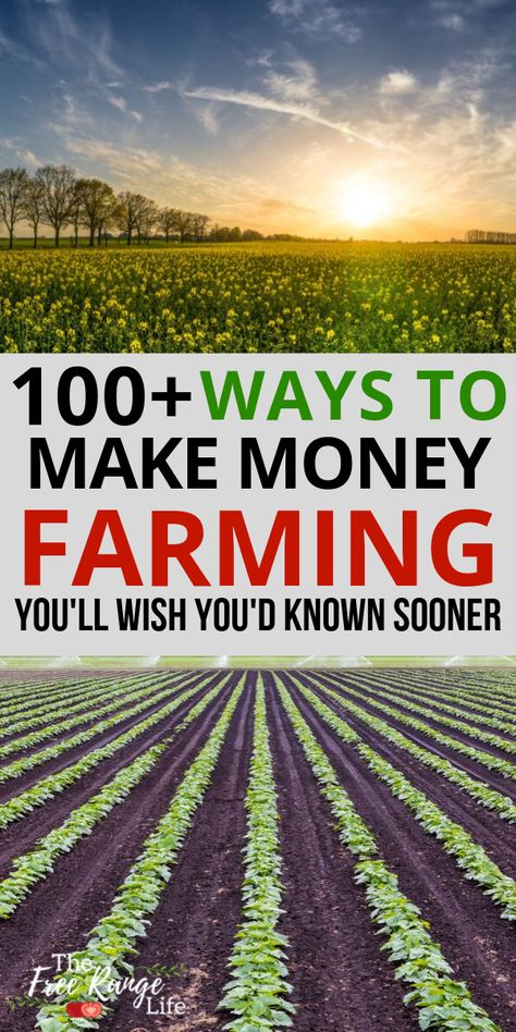 Cash Crop Farming, Make Money Farming, Diy Farming Ideas, Profitable Farming Ideas, Land Development Ideas, Farming Ideas Agriculture, Small Farm Ideas, Home Farming, Farming Tips