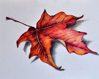 Autumn Leaves Art, Pencil Drawing Tutorials, Pencil Techniques, Colored Pencil Drawings, Colored Pencil Artwork, Colored Pencil Art, Colored Pencil Techniques, Leaf Drawing, Red Maple