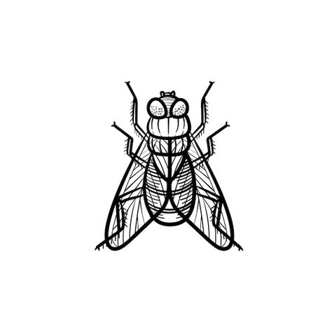 Fly Sketch Insect, House Fly Tattoo, A Fly Drawing, How To Draw A Fly, Housefly Drawing, Fly Drawing Easy, Fly Tattoo Design, Fly Doodle, Flies Tattoo