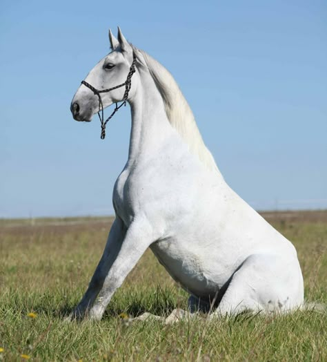 mare sitting on meadow