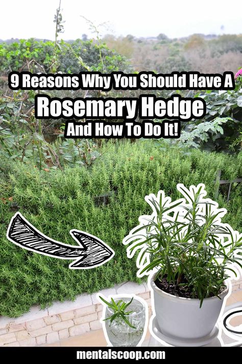 9 Reasons Why You Should Have A Rosemary Hedge And How To Do It! - Mental Scoop Rosemary Hedge, Get Rid Of Wasps, Texas Landscaping, Miniature Cows, Natural Repellent, Aromatic Oils, Rosemary Leaves, Fresh Rosemary, Yard And Garden