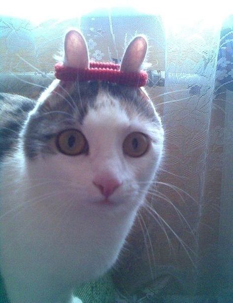 Image Chat, Cats Pictures, Silly Cats Pictures, Silly Animals, Funny Animal Memes, Silly Cats, Funny Animal Pictures, Kitty Cats, 귀여운 동물