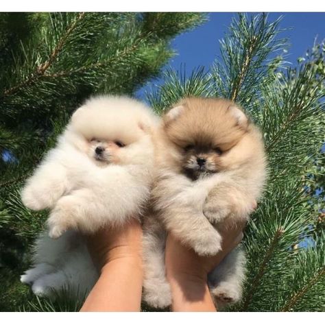 Toy Pom, Toy Pomeranian, Cute Teacup Puppies, Most Beautiful Cat, Cute Pomeranian, Pomeranian Puppies, Super Cute Puppies, Cute Animals Puppies