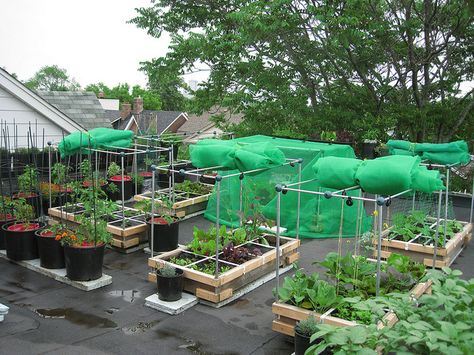 Rooftop Vegetable Garden Rooftop Vegetable Garden, Terraced Vegetable Garden, Green Roof Benefits, Green Roof Garden, Roof Top Garden, Raised Bed Gardens, Roof Garden Design, Rooftop Gardens, Vegetable Garden Ideas