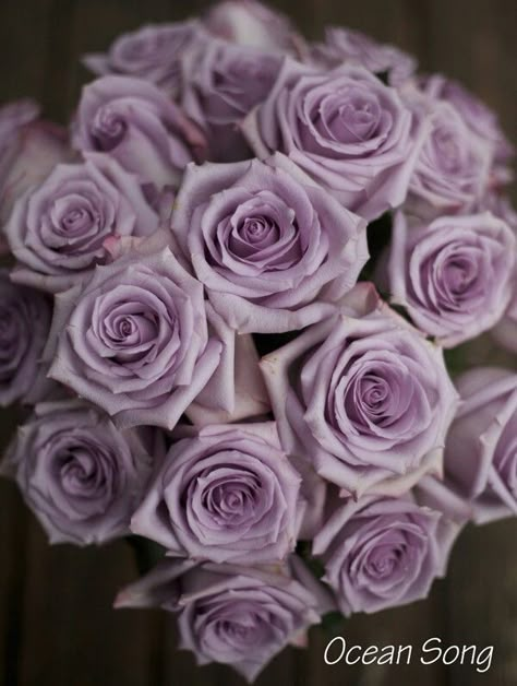 Ocean song roses Ocean Song Rose, Wedding Flowers Purple, Roses Lavender, Roses Purple, Colored Roses, Rose Varieties, Lilac Roses, Purple Wedding Flowers, Brides Bouquet