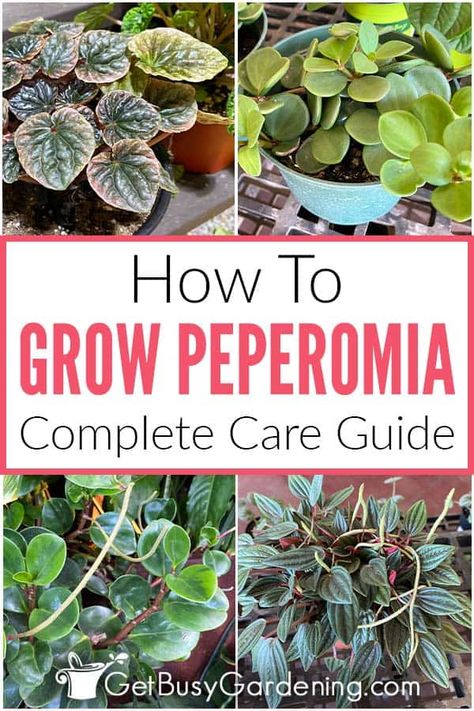 With so many peperomia plant varieties out there, it’s easy to find one you’ll love to add to your houseplant collection. But when you do, you’ll need to know how to care for it so it will live for a long time. In this guide on how to grow peperomia I share essential care tips that apply to all the types. Get info on choosing the best soil, how to water, light requirements, how to prune Peperomia, propagation tips and so much more. It’s a great place to start learning how to keep yours healthy. Peperomia Plant Care, Gardening On A Budget, Jade Plant Care, Garden Care Tips, Soil Fertilizer, Peperomia Plant, Plant Care Houseplant, Best Indoor Plants, Houseplants Indoor