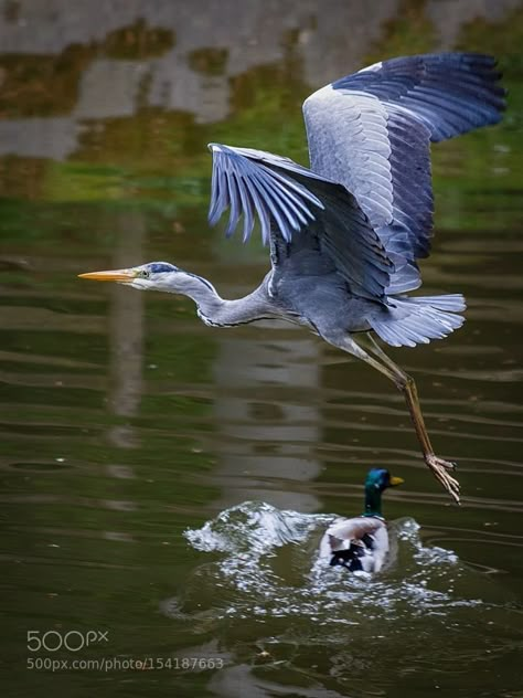 Flying Heron, Heron Photography, Acuarela Ideas, Duck Photography, Heron Tattoo, Heron Art, Coastal Birds, Grey Heron, Bird Flying