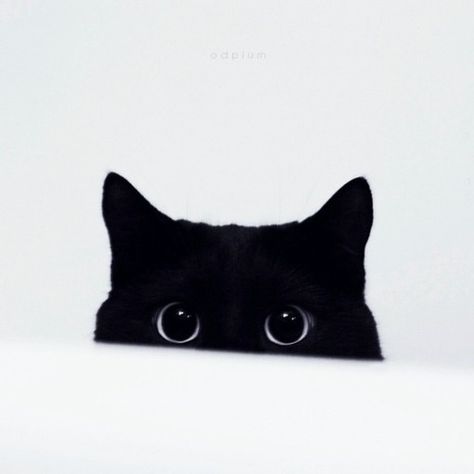 peeping cat Hello Cute, A Black Cat, Wallpaper Phone, Cute Kittens, Cats Meow, Cat Tattoo, Black Cats, Crazy Cat Lady, 귀여운 동물