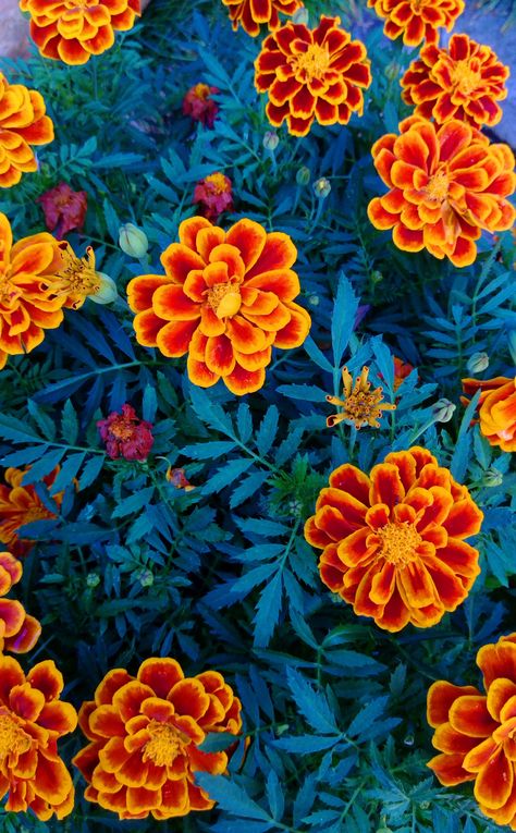 Mexico Inspired Wallpaper, Mexican Colorful Art, Mexican Art Aesthetic, Mexican Flower Wallpaper, Halloween Flowers Wallpaper, Mexican Inspired Paintings, Day Of The Dead Background, Latino Paintings, Mexican Flower Art