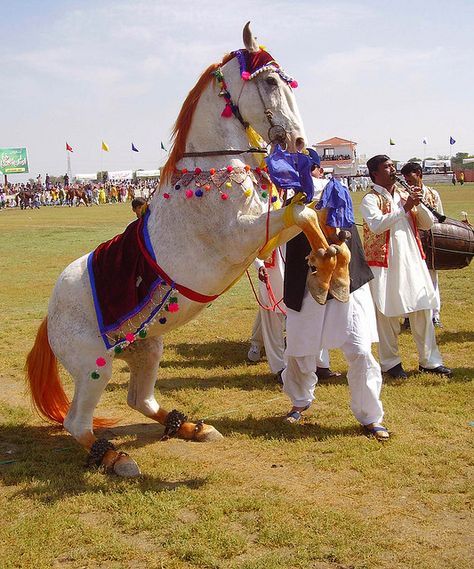 Dancing Horse by zahidpix, via Flickr Marwari Horse, Multan Pakistan, Horse Dance, Horse Costume, Animal Paintings Acrylic, Jumping Horses, Marwari Horses, Model Horse Tack, Horse Wedding