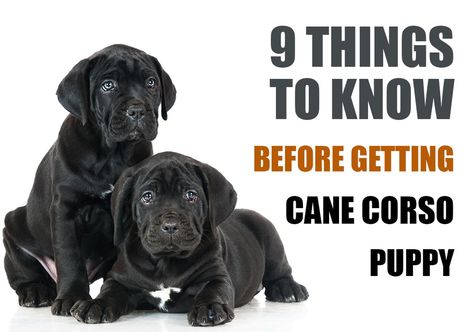 Cane Corso dogs, or, as they are also called - Corso, Italian Mastiff, Cane Corso Italiano, Italian Corso, or the plural Cani Corsi, are a very special breed of family pets. Cain Corso Puppy, Cain Corso Mastiff, Came Corso Dog, Cane Corso Dog Puppies, Can Corso Dogs, Cane Corso Puppy Training, Came Corso Puppy, Cane Corso Training, Cane Corso Tips