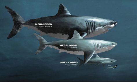 Shark size comparison: prehistoric Megalodon to contemporary Great White. Types Of Sharks, Species Of Sharks, Megalodon Shark, Prehistoric World, Shark Fishing, Extinct Animals, Prehistoric Creatures, White Sharks, Shark Week