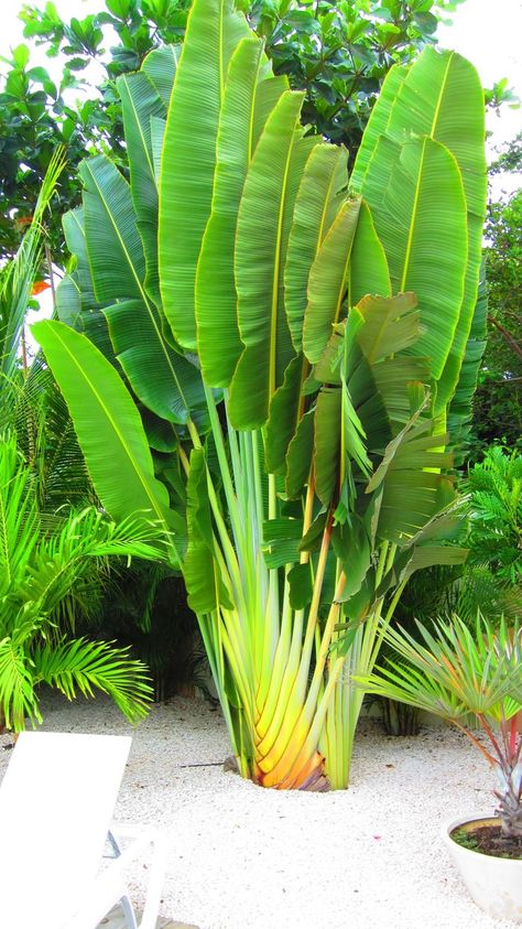 Travellers Palm Tree, Travelers Palm Tree, Travelers Palm, Tropical Garden Plants, Tropical Backyard Landscaping, Palm Trees Landscaping, Tropical Landscape Design, Travellers Palm, Bird Of Paradise Plant