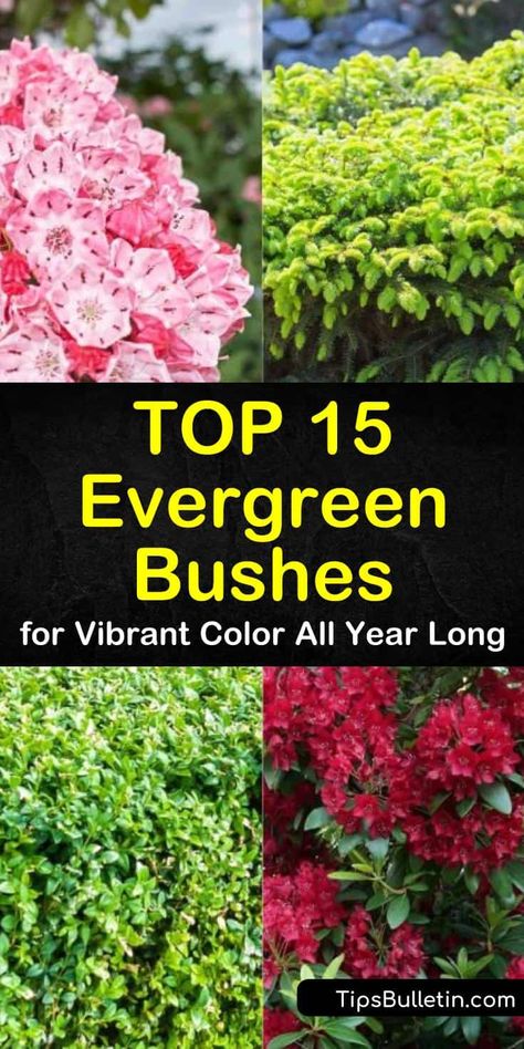 Learn how to use evergreen bushes to fill your backyards and front yards with vibrant color all year long. Evergreen shrubs are drought tolerant bushes that can thrive in shade to full sun depending on the variety. Learn how to use these hedges for privacy. #evergreen #evergreenbushes #bush Evergreen Bushes, Azaleas Landscaping, Shrubs For Landscaping, Evergreen Landscape, Evergreen Bush, Low Maintenance Shrubs, Bushes And Shrubs, Evergreen Hedge, Shade Shrubs