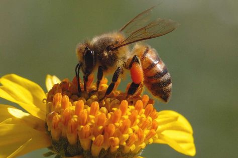 Why do disappearing honeybees matter? Bees ensure a wide variety and bounty of food for us to eat. See what a grocery store would look like without honeybees. How To Start Beekeeping, Bizarre Animals, Bees And Honey, Bee Stuff, Bee Hives, Birds And The Bees, Bee Pollen, Busy Bees, Busy Bee