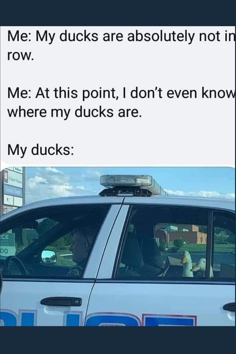 I mean there's two left kind of in a row right??? -- #ducks #ducksinarow #ducksnotinarow #ducksmeme #memeoftheday #meme #memelife Duck Memes, Ducks In A Row, Police Car, Funny Animal Memes, Made Me Laugh, Just For Laughs, Makes Me Laugh, So Funny, Too Funny