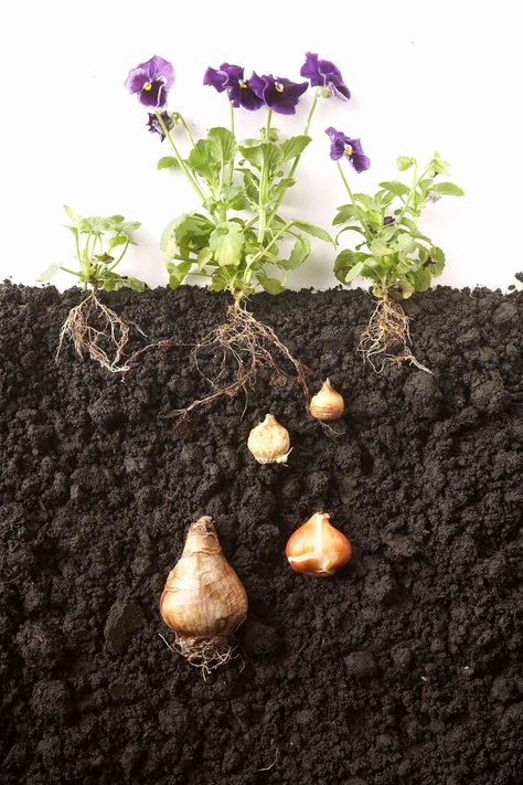 When To Plant Daffodil Bulbs, Heat Tolerant Perennials, Planting Daffodil Bulbs, Small Fruit Trees, Daffodils Planting, Bulb Planting Tools, Growing Bulbs, Raised Bed Gardening, Daffodil Bulbs