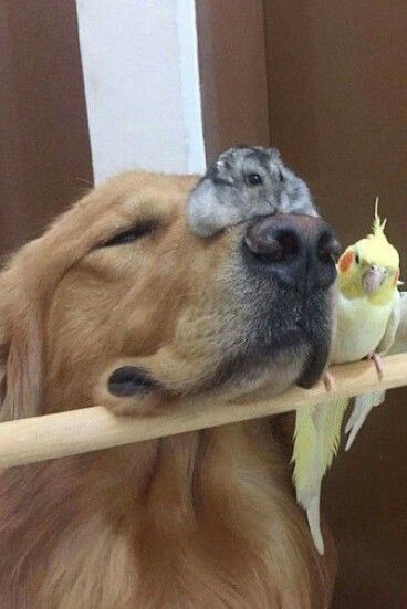 Friends Animal Friendships, Regnul Animal, Animals Friendship, Cute Hamsters, Large Animals, Animal Friends, Hamsters, Golden Retrievers, Cute Creatures