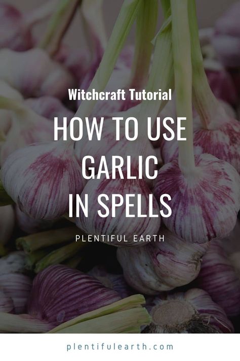 Garlic Magical Properties | Herbs For Protection » Plentiful Earth Spells With Garlic, Garlic Magical Properties, Garlic In Witchcraft, Magical Properties Of Garlic, Garlic Spell, Pagan Kitchen, Witchcraft Research, Spices And Their Uses, Witchy Herbs