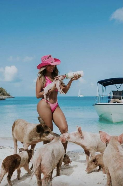 Baddie Aesthetic 💋 | swimming with the pigs in the Bahamas is definitely on my bucket list 🐷 🏝 🌊 | Facebook Swimming Pigs Bahamas, Bahamas Pictures, Pig Beach, Swimming Pigs, Bahamas Travel, Bahamas Vacation, Baddie Aesthetic, My Bucket List, Cute Piggies